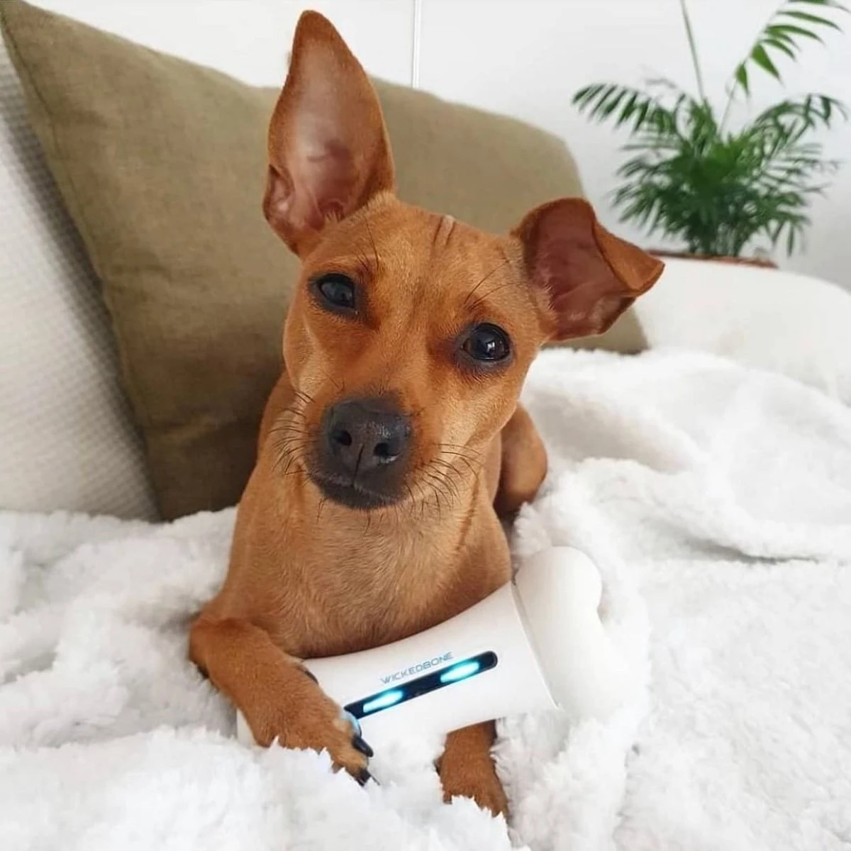 Cheerble Wickedbone|Automatisch Hondenspeeltje|Interactief En Intelligent Speelgoed Voor Honden|App & Bluetooth Bestuurbaar|USB Oplaadbaar 10 Cheerble Wickedbone|Automatisch Hondenspeeltje|Interactief En Intelligent Speelgoed Voor Honden|App & Bluetooth Bestuurbaar|USB Oplaadbaar - Afbeelding 10