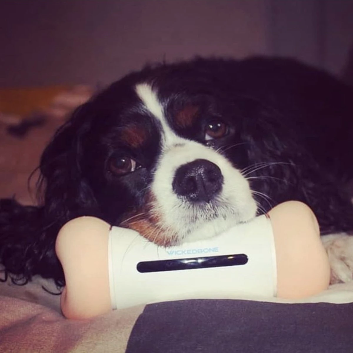 Cheerble Wickedbone|Automatisch Hondenspeeltje|Interactief En Intelligent Speelgoed Voor Honden|App & Bluetooth Bestuurbaar|USB Oplaadbaar 12 Cheerble Wickedbone|Automatisch Hondenspeeltje|Interactief En Intelligent Speelgoed Voor Honden|App & Bluetooth Bestuurbaar|USB Oplaadbaar - Afbeelding 12