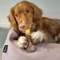 Nylabone Extreme Kauwbot Met Rund- En Kaassmaak - Voor Krachtige Kauwers - In S/M/XL - X-Large -Hondenbenodigdheden Korting 1200x1200 2148