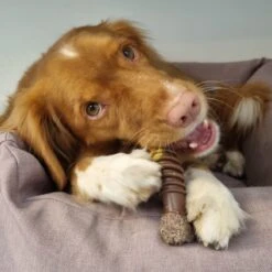 Nylabone Extreme Kauwbot Met Rund- En Kaassmaak - Voor Krachtige Kauwers - In S/M/XL - X-Large -Hondenbenodigdheden Korting 1200x1200 2149