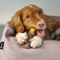 Nylabone Extreme Kauwbot Met Rund- En Kaassmaak - Voor Krachtige Kauwers - In S/M/XL - X-Large -Hondenbenodigdheden Korting 1200x1200 2150