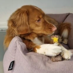 Nylabone Extreme Kauwbot Textuur Met Rund- En Kaassmaak -Hondenbenodigdheden Korting 1200x1200 2154