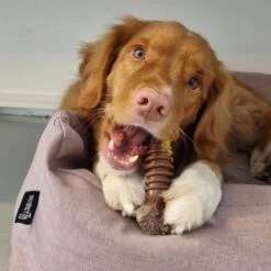 Nylabone Extreme Kauwbot Textuur Met Rund- En Kaassmaak -Hondenbenodigdheden Korting 1200x1200 2157