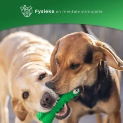 Tandenborstel Hond Melk Geur Smaak En Piep Honden Speelgoed Dog Toy - Krokodil Groen - Dutchwide 13 Tandenborstel Hond Melk Geur Smaak En Piep Honden Speelgoed Dog Toy - Krokodil Groen - Dutchwide -Hondenbenodigdheden Korting 1200x1200 2170
