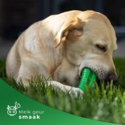 Tandenborstel Hond Melk Geur Smaak En Piep Honden Speelgoed Dog Toy - Krokodil Groen - Dutchwide 14 Tandenborstel Hond Melk Geur Smaak En Piep Honden Speelgoed Dog Toy - Krokodil Groen - Dutchwide -Hondenbenodigdheden Korting 1200x1200 2171