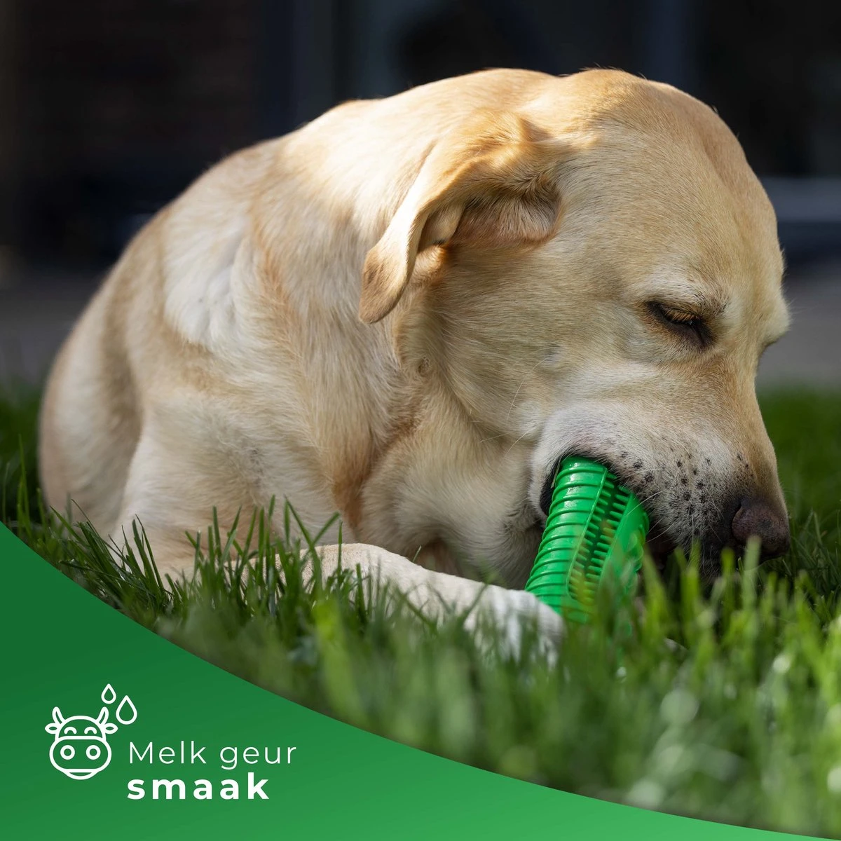 Tandenborstel Hond Melk Geur Smaak En Piep Honden Speelgoed Dog Toy - Krokodil Groen - Dutchwide 5 Tandenborstel Hond Melk Geur Smaak En Piep Honden Speelgoed Dog Toy - Krokodil Groen - Dutchwide - Afbeelding 5