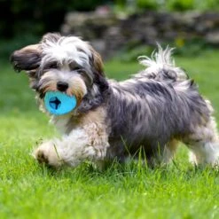 Nobleza Honden Speelgoed - Hondenspeeltjes - Hondenbal - Hondenspeelgoed - Honden Bal - Snackbal Hond - Kauwspeelgoed - Blauw - 8 Cm -Hondenbenodigdheden Korting 1200x1200 2248