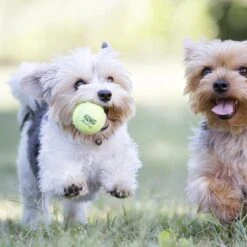 Kong Air Squacker Tennisbal - Hondenspeelgoed - Geel - M - Ø7,1 Cm -Hondenbenodigdheden Korting 1200x1200 2255