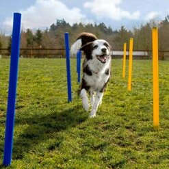Agility Voor De Hond - 16 Delig - Agility Set - Hondentunnel - Horde - Slalom Palen - Honden Training Set - Honden Behendigheidsset - Agility Toestellen -Hondenbenodigdheden Korting 1200x1200 2293