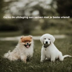 AYOO Agility Voor De Hond - Honden Training - Honden Behendigheid Set - Hondenparcours - Training Huisdieren - Honden Agility Set - Slalom - Horde - Draagzak - Agility Set - Oranje - Wit - GRATIS Speeltouw -Hondenbenodigdheden Korting 1200x1200 2317