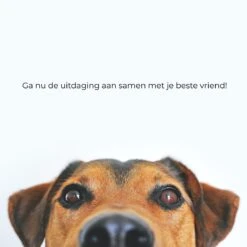 AYOO Agility Voor De Hond - Honden Agility Set - Honden Training - Honden Behendigheid Set - Honden Parcours - Training Huisdieren - Tunnel - Slalom - Horde - Draagzak - 21 Delig - GRATIS Speeltouw -Hondenbenodigdheden Korting 1200x1200 2324