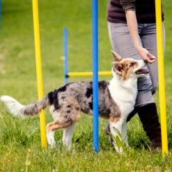 Agility Voor De Hond - Agility Set- Hondentunnel 300 Cm- Slalom Set - Horde - Startveld - Honden Behendigheidsset - 16 Delig - Tunnel - Slalom - Horde - Agility Set Voor De Hond - Agility Set -Hondenbenodigdheden Korting 1200x1200 2336