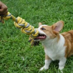 BoDutch Flostouw Hond - Hondenspeelgoed - Trektouw Hond - Hondentouw - Flostouw Hond - 60 Cm - Apporteerspeelgoed - Geel/Grijs -Hondenbenodigdheden Korting 1200x1200 2389