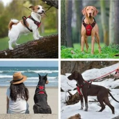 Hondenharnas – Inclusief Hondenriem – Reflecterend – Hondentuig – Hondenriem – Y Tuig Hond - Anti Trek Tuig - Zwart – Maat M -Hondenbenodigdheden Korting 1200x1200 2444