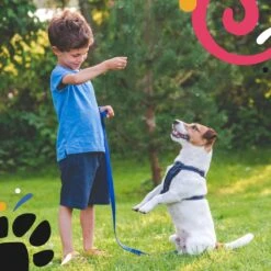 Hondentuig - Hondenharnas - Hondenriem - Anti Trek - Autogordel Hond - Zwart - Maat S -Hondenbenodigdheden Korting 1200x1200 2469