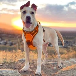Sharon B - Hondentuigje - Voor Middelgrote Honden - Oranje - Maat M - No Pull - Anti Trek - Reflecterend - Hoeft Niet Over Het Hoofd Aangetrokken Te Worden -Hondenbenodigdheden Korting 1200x1200 2508
