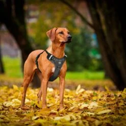 Hondentuigje - Anti-Trek Tuig - Hondenharnas - Y Tuig Hond - Reflecterend - Zwart - Maat M 14 Hondentuigje - Anti-Trek Tuig - Hondenharnas - Y Tuig Hond - Reflecterend - Zwart - Maat M -Hondenbenodigdheden Korting 1200x1200 2542