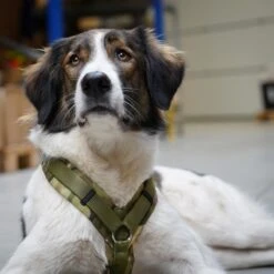AnnyX Hondentuig - FUN - LIMTED EDITION - Speurtuig - Camouflage - Legergroen - Maat S - Borstomvang 52-64cm - Gewicht Hond 9 -19 Kg - My K9 -Hondenbenodigdheden Korting 1200x1200 2561