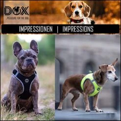 DDOXX Borstharnas Air Mesh, Step-In, Reflecterend | Vele Kleuren | Voor Kleine, Middelgrote En Middelgrote Honden | Hondenharnas Hond Kat Puppy | Kattenharnas Puppy Harnas | Zwart, M 30 DDOXX Borstharnas Air Mesh, Step-In, Reflecterend | Vele Kleuren | Voor Kleine, Middelgrote En Middelgrote Honden | Hondenharnas Hond Kat Puppy | Kattenharnas Puppy Harnas | Zwart, M -Hondenbenodigdheden Korting 1200x1200 2567