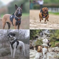 Always Prepared © Pro K9 Complete Set – Anti Trek Tuig – Honden Harnas – Y Tuig Hond – Trainings Riem – Best Getest 2022 – Halsband Hond – Middel En Grote Hond – Honden Tuigje – Harnas Hond – Veiligheidstuig – 450KG Anti Trek Test – Combi Deal 37 Always Prepared © Pro K9 Complete Set – Anti Trek Tuig – Honden Harnas – Y Tuig Hond – Trainings Riem – Best Getest 2022 – Halsband Hond – Middel En Grote Hond – Honden Tuigje – Harnas Hond – Veiligheidstuig – 450KG Anti Trek Test – Combi Deal -Hondenbenodigdheden Korting 1200x1200 2570