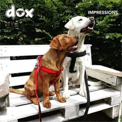 DDOXX Hondenharnas Nylon, Step-In, Verstelbaar, Uitbraakbestendig | Voor Kleine, Middelgrote & Grote Honden | Borstharnas Hond Kat Puppy Auto | Puppy Harnas Kat Harnas | Zwart, S -Hondenbenodigdheden Korting 1200x1200 2577