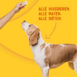 Aerend - Zalmolie Voor Honden En Katten - Zanipro® 500 Ml - 100% Visolie Op Schotse Zalmolie - Glanzende Vacht - Voedingssupplement - Anti-jeuk - Gezonde Bron Van Omega 3, 6 & 9 - Behandeling Voor Fretten En Paarden 20 Aerend - Zalmolie Voor Honden En Katten - Zanipro® 500 Ml - 100% Visolie Op Schotse Zalmolie - Glanzende Vacht - Voedingssupplement - Anti-jeuk - Gezonde Bron Van Omega 3, 6 & 9 - Behandeling Voor Fretten En Paarden -Hondenbenodigdheden Korting 1200x1200 37