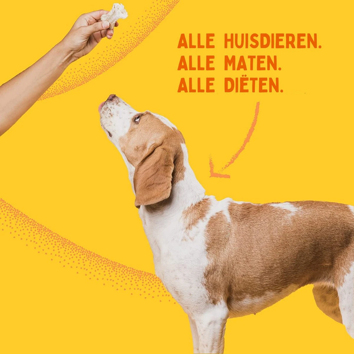 Aerend - Zalmolie Voor Honden En Katten - Zanipro® 500 Ml - 100% Visolie Op Schotse Zalmolie - Glanzende Vacht - Voedingssupplement - Anti-jeuk - Gezonde Bron Van Omega 3, 6 & 9 - Behandeling Voor Fretten En Paarden 9 Aerend - Zalmolie Voor Honden En Katten - Zanipro® 500 Ml - 100% Visolie Op Schotse Zalmolie - Glanzende Vacht - Voedingssupplement - Anti-jeuk - Gezonde Bron Van Omega 3, 6 & 9 - Behandeling Voor Fretten En Paarden - Afbeelding 9