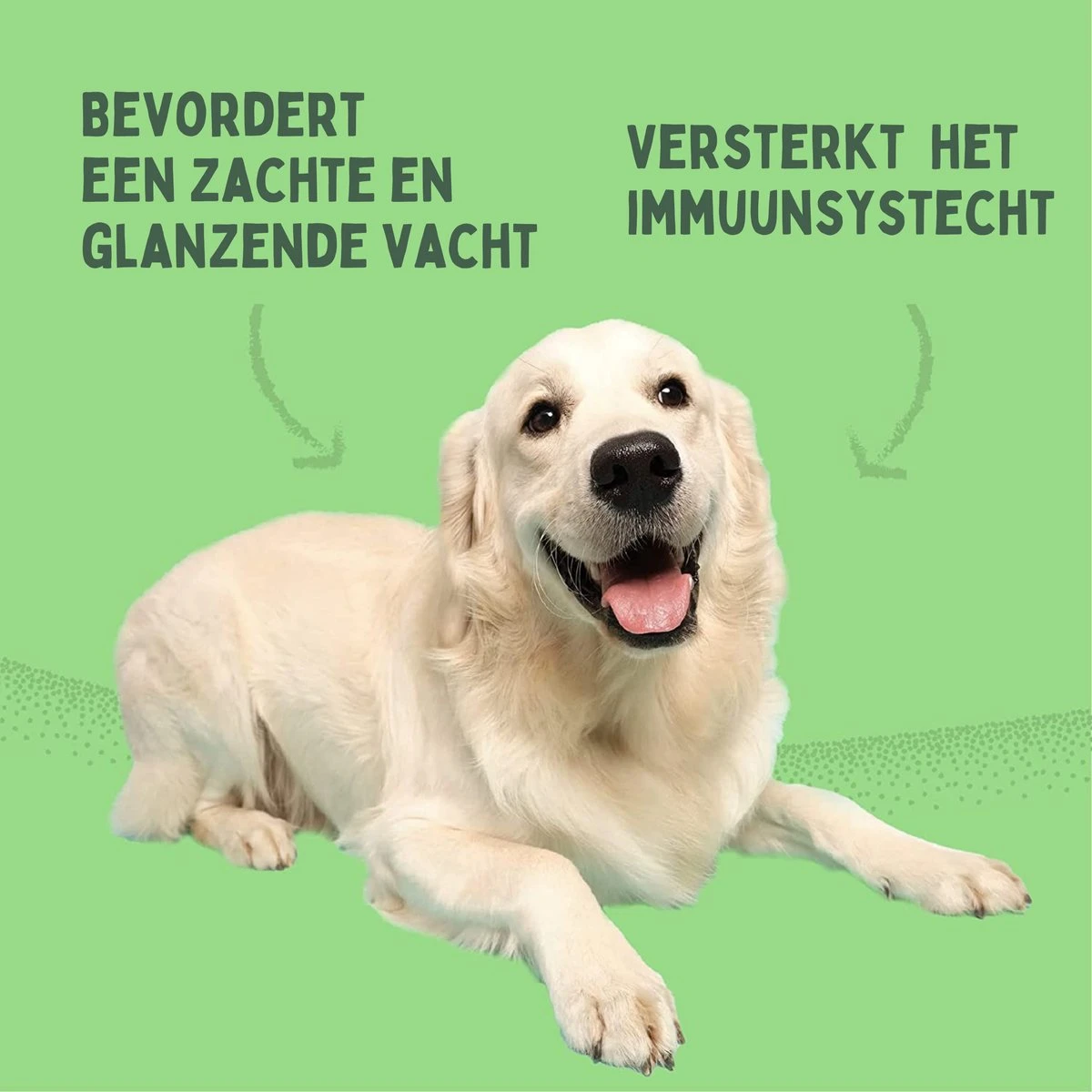 Aerend - Zalmolie Voor Honden En Katten - Zanipro® 500 Ml - 100% Visolie Op Schotse Zalmolie - Glanzende Vacht - Voedingssupplement - Anti-jeuk - Gezonde Bron Van Omega 3, 6 & 9 - Behandeling Voor Fretten En Paarden 11 Aerend - Zalmolie Voor Honden En Katten - Zanipro® 500 Ml - 100% Visolie Op Schotse Zalmolie - Glanzende Vacht - Voedingssupplement - Anti-jeuk - Gezonde Bron Van Omega 3, 6 & 9 - Behandeling Voor Fretten En Paarden - Afbeelding 11