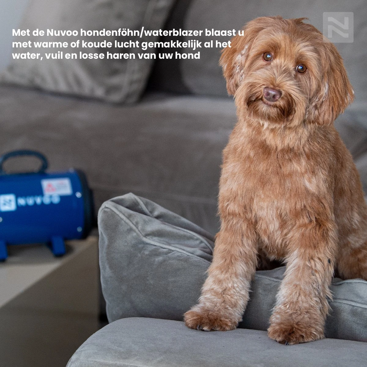 Nuvoo Professionele Hondenföhn / Waterblazer / Hondenborstel Met 3 Opzetstukken - Verstelbare Vermogen Tot 2200W - Warme / Koude Stand - Zwart 8 Nuvoo Professionele Hondenföhn / Waterblazer / Hondenborstel Met 3 Opzetstukken - Verstelbare Vermogen Tot 2200W - Warme / Koude Stand - Zwart - Afbeelding 8