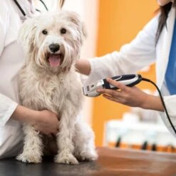 Nobleza Dieren Tondeuse Set - 4 Opzetkammen - Draadloos - Voor Huisdieren Katten & Honden -Hondenbenodigdheden Korting 1200x1200 471