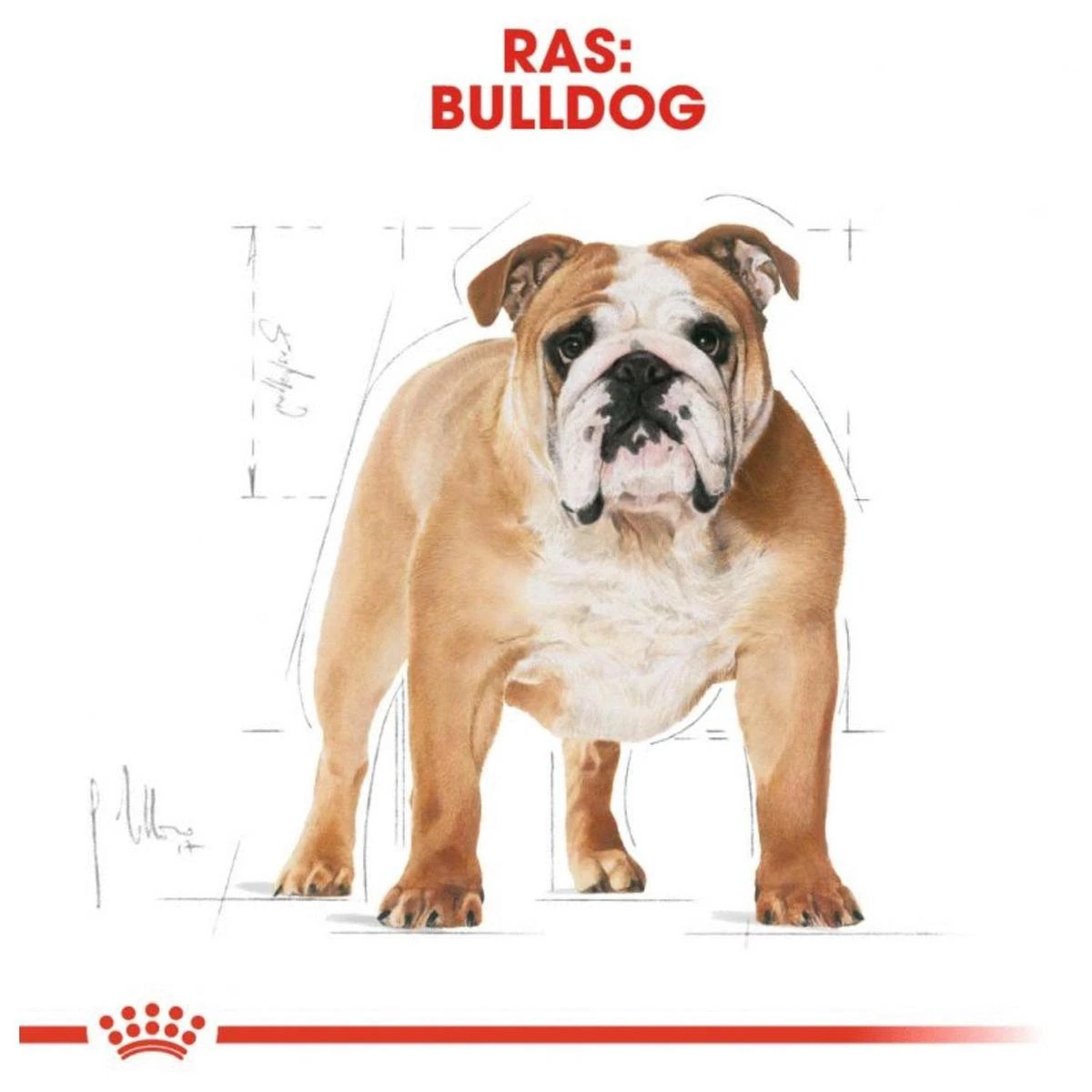 Royal Canin English Bulldog 12 KG 7 Royal Canin English Bulldog 12 KG - Afbeelding 7