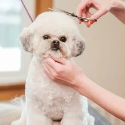 Merkloos Premium Gebogen Trimschaar Honden - Huisdier Trimmen - Hoofd, Poten Ogen & Oren - Kat & Hond Knippen - Veilige Schaar -Hondenbenodigdheden Korting 1200x1200 508