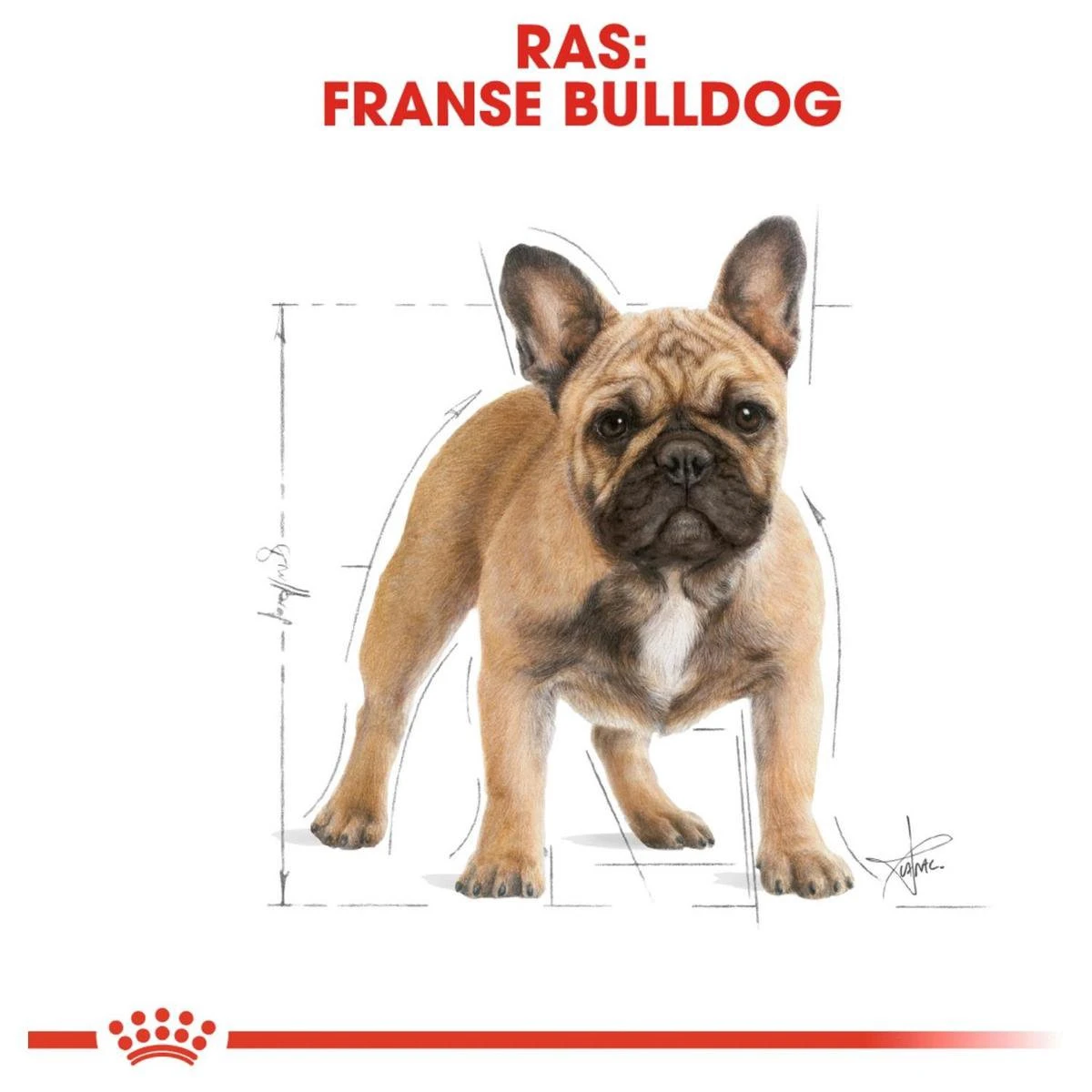 Royal Canin French Bulldog Adult 9 KG 9 Royal Canin French Bulldog Adult 9 KG - Afbeelding 9