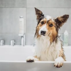 Greenfields Vacht Verzorging Set Voor Honden Shampoo, Conditioner & Droogshampoo -Hondenbenodigdheden Korting 1200x1200 553