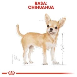 Royal Canin Chihuahua 3 KG 25 Royal Canin Chihuahua 3 KG -Hondenbenodigdheden Korting 1200x1200 62