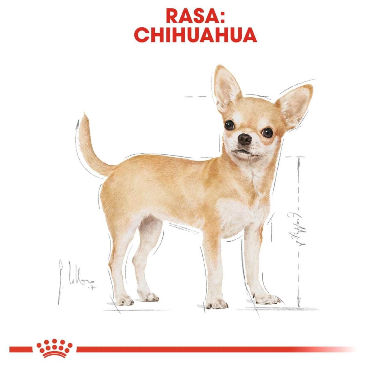 Royal Canin Chihuahua 3 KG 10 Royal Canin Chihuahua 3 KG - Afbeelding 10