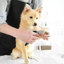 Merkloos Zetamo Professionele Nagelschaar|Nagelschaar Hond | Nagelschaar Kat| Nagelknipper Hond En Kat| Nagelknipper Kat| Nagelknipper Hond|NagelTang Dieren|Poot Verzorging -Hondenbenodigdheden Korting 1200x1200 622