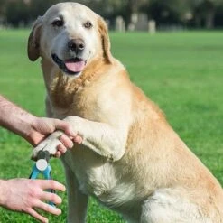 WVspecials® Professionele Dieren Nagelschaar Met Led Licht - Dieren Nagelschaar - Nagelschaar Hond - Honden Nagelknipper - Hondennagels - Honden Knip Schaar - Nageltang - Met LED Licht, Veiligheidsstop En Nagelvijl - Black Friday - Sinterklaas -Hondenbenodigdheden Korting 1200x1200 628