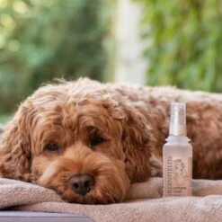 Hondenparfum Spray In 4 Geuren - Greenfields - Alchoholvrije En PH Neutrale Formule Tegen Onaangename Geurtjes - 50ml - Exotic -Hondenbenodigdheden Korting 1200x1200 675