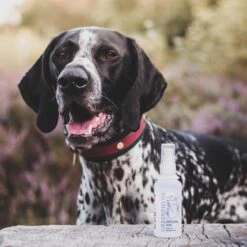 Hondenparfum Spray In 4 Geuren - Greenfields - Alchoholvrije En PH Neutrale Formule Tegen Onaangename Geurtjes - 50ml - Wild -Hondenbenodigdheden Korting 1200x1200 690