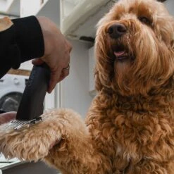 Clipr Ultimate 2-speed Hondentondeuse Op Accu 12 Clipr Ultimate 2-speed Hondentondeuse Op Accu -Hondenbenodigdheden Korting 1200x1200 695