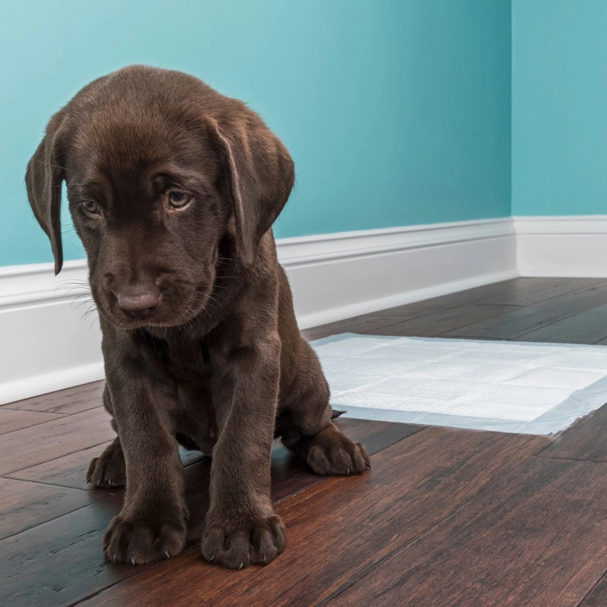 Topmast Puppy Pads - Voordeelpak - 60 X 45 Cm - Training Pads - Zindelijkheidstraining - 100 Stuks 2 Topmast Puppy Pads - Voordeelpak - 60 X 45 Cm - Training Pads - Zindelijkheidstraining - 100 Stuks - Afbeelding 2