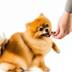 Woef Woef Snacks Hondensnacks Lams Trainers Trainingssnacks Hondensnoepjes - Gedroogd Vlees - Lam - Alle Honden En Alle Leeftijden Vanaf 2 Maanden - Geen Toevoegingen - 1300 Stuks -Hondenbenodigdheden Korting 1200x1200 93