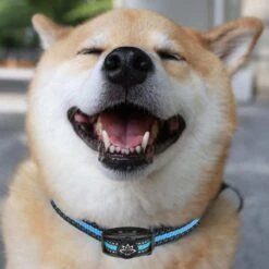 Premium Anti Blafband Apparaat Om Je Hond Snel En Effectief Te Laten Stoppen Met Blaffen - Diervriendelijke Opvoedingshalsband Zonder Schok - Trainingshalsband Voor Grote En Kleine Honden - Anti Blaf Apparaat - Correctie Halsband 17 Premium Anti Blafband Apparaat Om Je Hond Snel En Effectief Te Laten Stoppen Met Blaffen - Diervriendelijke Opvoedingshalsband Zonder Schok - Trainingshalsband Voor Grote En Kleine Honden - Anti Blaf Apparaat - Correctie Halsband -Hondenbenodigdheden Korting 1200x1200 975