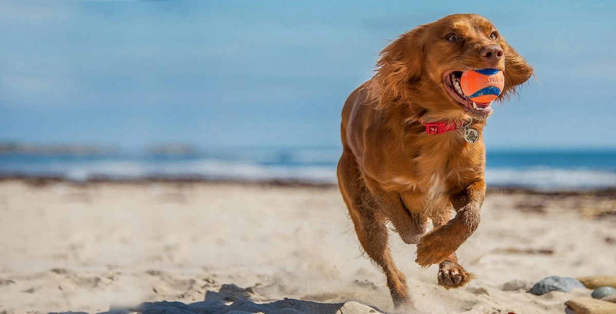 Chuckit! 10 Chuckit Ballen In Emmer - Chuckit - Veilig Voor Gebit - Hondenbal - Past In Werpstok 2 Chuckit! 10 Chuckit Ballen In Emmer - Chuckit - Veilig Voor Gebit - Hondenbal - Past In Werpstok - Afbeelding 2