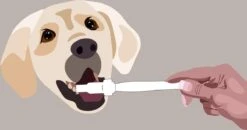 Aedogz Tandsteen Verwijder Spons Hond & Kat - Verwijdert Tandsteen, Aanslag En Vlekken - Verfrist De Adem Voorkomt Tandvleesproblemen. -Hondenbenodigdheden Korting 1200x632 1