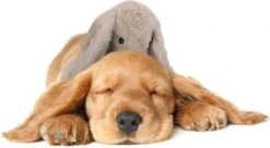 Cozy Dog Bunny Hondenknuffel – Knuffel Hond Met Hartslag – Hondenspeelgoed Vermindert Verlatingsangst – Biedt Rust, Warmte En Comfort – Bruin – Speciaal Voor Puppy's -Hondenbenodigdheden Korting 1200x661 3