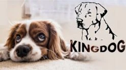 Kingdog - Groot Honden- En Kattenbed | Dierenmand 100 X 75 | Groen - Maat L -Hondenbenodigdheden Korting 1200x665