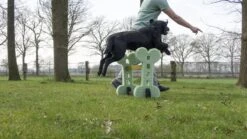 Dog Agility Set Indoor En Outdoor - Honden Trainingsset - -Hondenbenodigdheden Korting 1200x674 7