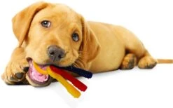 Nylabone Puppy Teething Key Flexible Geel&Blauw&Rood - Hondenspeelgoed - Wolf Tot 16kg -Hondenbenodigdheden Korting 1200x746 7